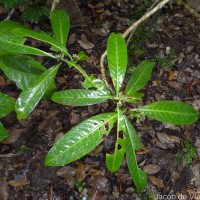 Psychotria nigra var. nigra